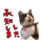 とみぃ＆八 3（個別スタンプ：3）