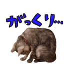 とみぃ＆八 3（個別スタンプ：4）