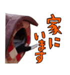 とみぃ＆八 3（個別スタンプ：5）