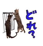 とみぃ＆八 3（個別スタンプ：6）