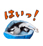とみぃ＆八 3（個別スタンプ：10）