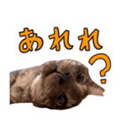 とみぃ＆八 3（個別スタンプ：11）