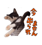とみぃ＆八 3（個別スタンプ：12）