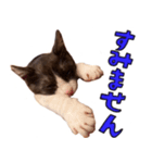 とみぃ＆八 3（個別スタンプ：16）