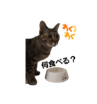 保護猫くうちゃん その1（個別スタンプ：4）