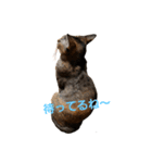 保護猫くうちゃん その1（個別スタンプ：6）
