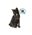 保護猫くうちゃん その1（個別スタンプ：7）