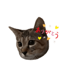 保護猫くうちゃん その1（個別スタンプ：8）
