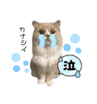 くっくぐり（個別スタンプ：5）
