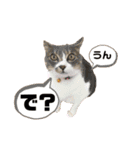 くっくぐり（個別スタンプ：11）