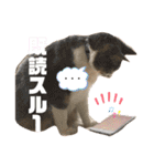 くっくぐり（個別スタンプ：13）