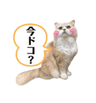 くっくぐり（個別スタンプ：14）