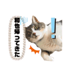 くっくぐり（個別スタンプ：18）