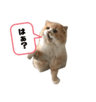 くっくぐり（個別スタンプ：23）