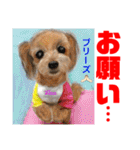 プー＆プーミックスの仲間達（個別スタンプ：9）