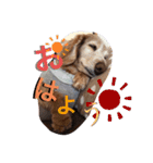 犬いぬイヌ ダックス スタンプ（個別スタンプ：1）