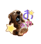 犬いぬイヌ ダックス スタンプ（個別スタンプ：2）