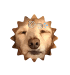 犬いぬイヌ ダックス スタンプ（個別スタンプ：3）
