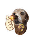犬いぬイヌ ダックス スタンプ（個別スタンプ：4）