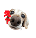 犬いぬイヌ ダックス スタンプ（個別スタンプ：6）