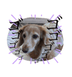 犬いぬイヌ ダックス スタンプ（個別スタンプ：7）
