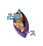 犬いぬイヌ ダックス スタンプ（個別スタンプ：8）