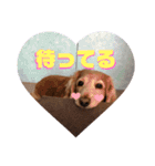 犬いぬイヌ ダックス スタンプ（個別スタンプ：9）