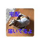 犬いぬイヌ ダックス スタンプ（個別スタンプ：10）