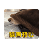 犬いぬイヌ ダックス スタンプ（個別スタンプ：11）
