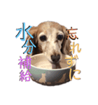 犬いぬイヌ ダックス スタンプ（個別スタンプ：13）