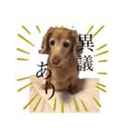 犬いぬイヌ ダックス スタンプ（個別スタンプ：14）