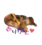 犬いぬイヌ ダックス スタンプ（個別スタンプ：15）