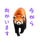 レッサーパンダの日常 ほほえみフレンズ（個別スタンプ：10）