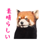 レッサーパンダの日常 ほほえみフレンズ（個別スタンプ：16）