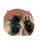 おおくわがた 実写版 ①（個別スタンプ：3）