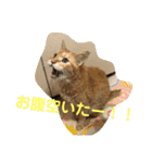 わんにゃん ①（個別スタンプ：1）