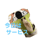 わんにゃん ①（個別スタンプ：3）