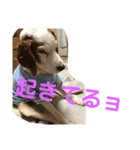 わんにゃん ①（個別スタンプ：4）