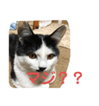 わんにゃん ①（個別スタンプ：5）