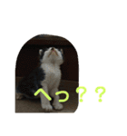 わんにゃん ①（個別スタンプ：6）