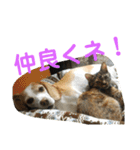 わんにゃん ①（個別スタンプ：7）