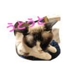 わんにゃん ①（個別スタンプ：10）