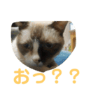 わんにゃん ①（個別スタンプ：12）