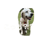 わんにゃん ①（個別スタンプ：14）