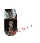わんにゃん ①（個別スタンプ：15）