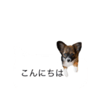 あん子スタンプ2（個別スタンプ：7）