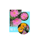 はな・はな（個別スタンプ：16）