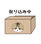 にゃんちょこりん(キジ白)（個別スタンプ：22）