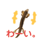 かなへびと一緒。（個別スタンプ：3）