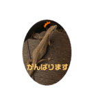 かなへびと一緒。（個別スタンプ：16）